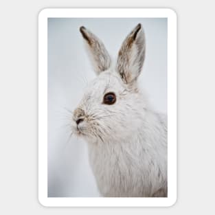 Snow Shoe Hare Sticker